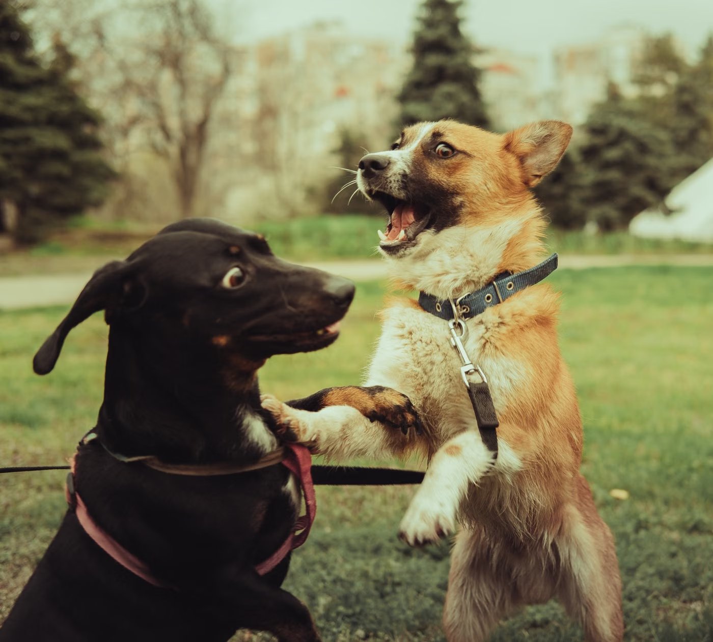 Trainer arbeitet mit einem Hund im Park