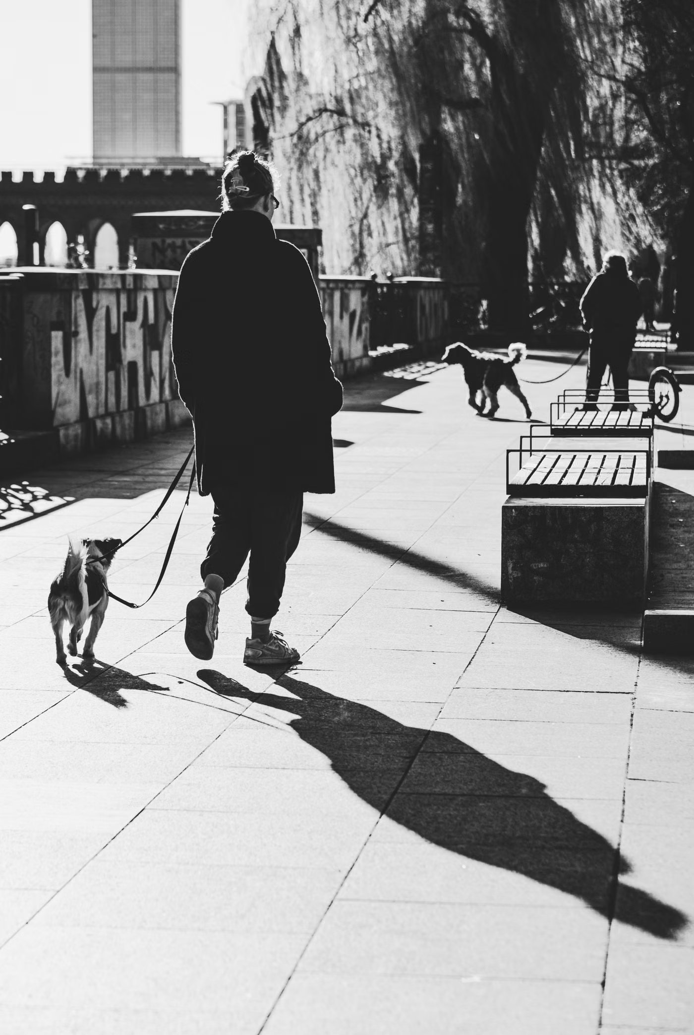 Hundespaziergänger geht mit mehreren Hunden