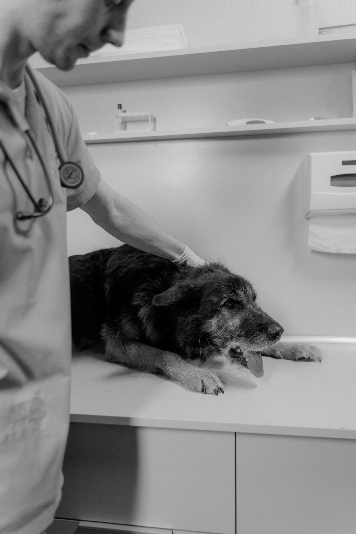 Betreuer spielt mit einem Hund im Hundehort