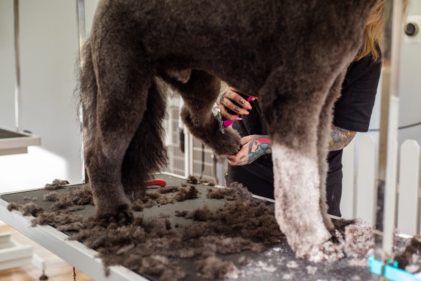 Toiletteuse lavant un chien dans un salon de toilettage