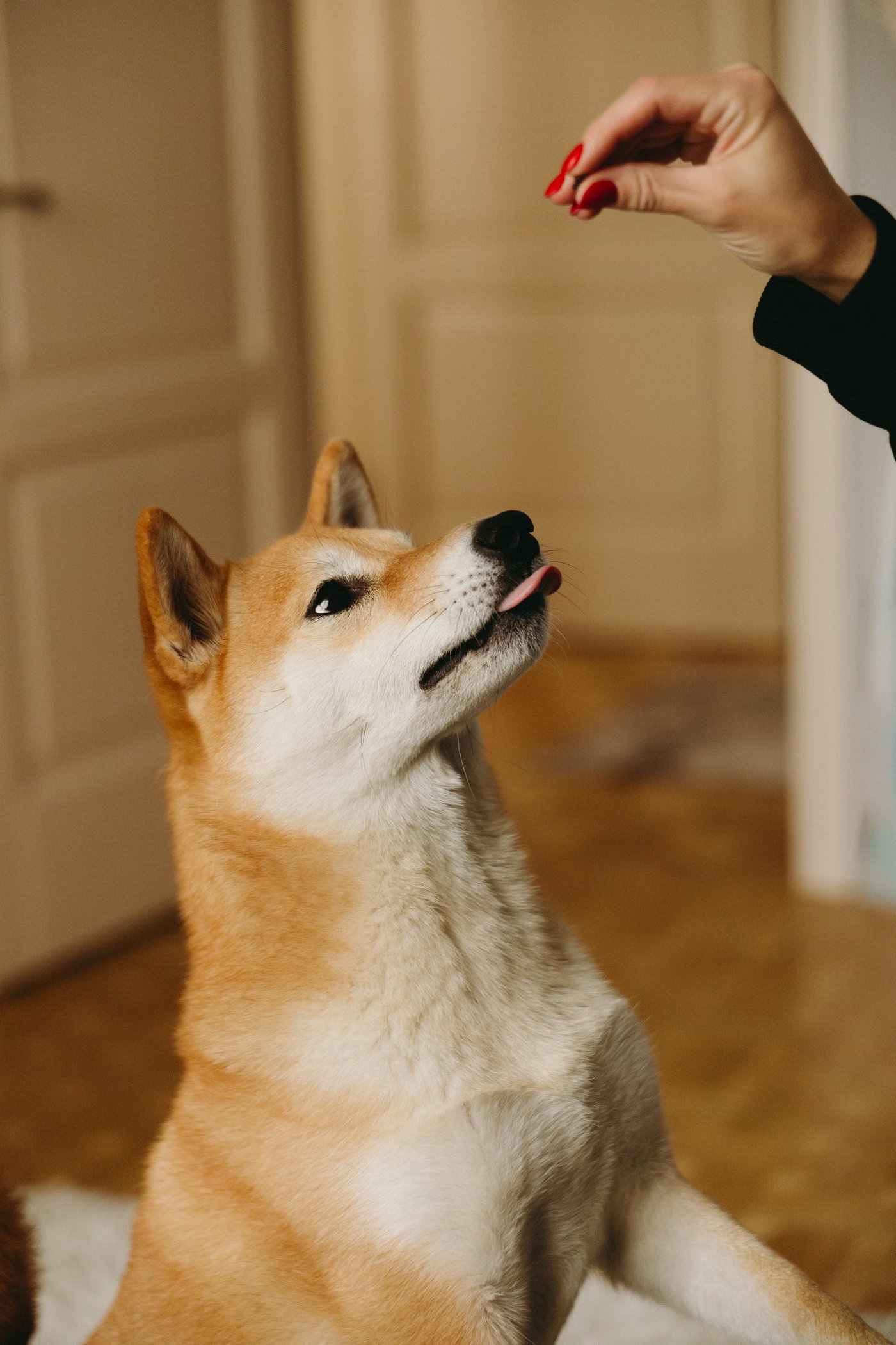 Trainer führt einen Hund mit einem Leckerli