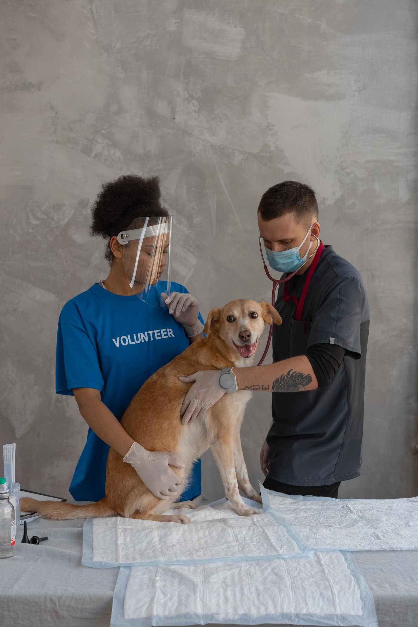Tierärztin untersucht einen Hund in der Klinik